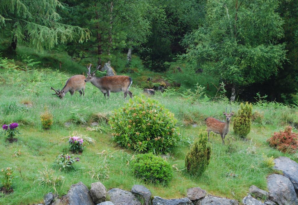 Dunlichity House Bed And Breakfast Inverness Extérieur photo